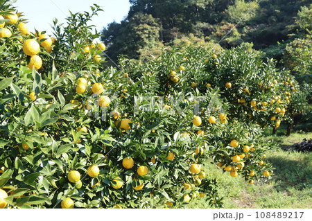 ゆずの里毛呂山町の山裾に実る特産品の柚子の風景 108489217