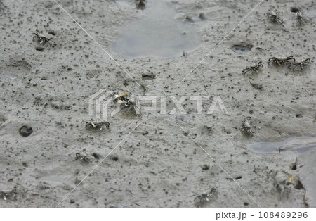 干潟のヤマトオサガニ 108489296