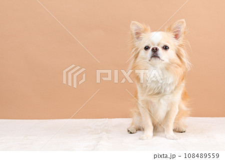 ロングコートチワワ（パーティーカラー）お座りポーズ