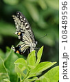 緑の葉にとまるアゲハチョウ（ナミアゲハ） 108489596