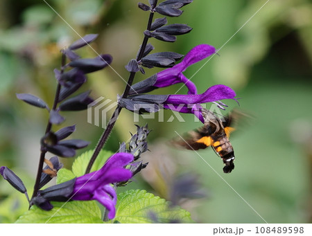 蜜を吸うホウジャク(蛾) 蜜を吸うホウジャク(蛾) 108489598