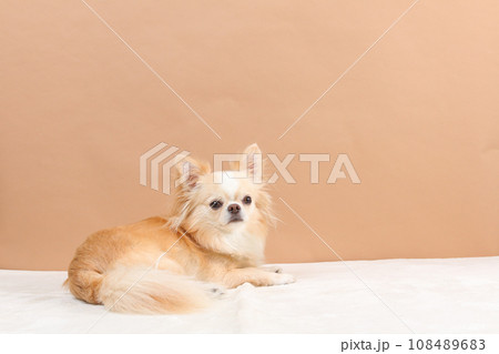 ふせをしたクリーム色のチワワが振り返っている様子 108489683