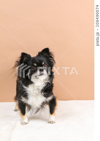 ブラックタンのチワワが立っている様子 108490074