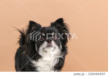 ブラックタンのチワワの顔アップの様子 ブラックタンのチワワの顔アップの様子 108490097