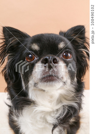 ブラックタンのチワワの顔アップの様子 108490102