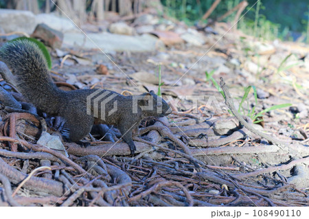 探究心 好奇心 好奇 108490110