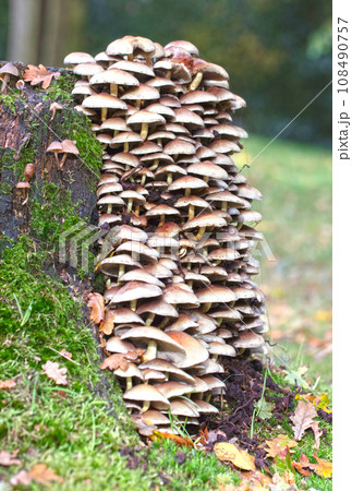 Group of brown mushrooms in a forest at autumn 108490757