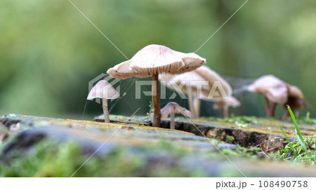 Group of brown mushrooms in a forest at autumn 108490758