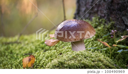 Wild cep mushroom growing in the woods 108490969