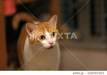 ginger cat is looking at the camera and facial expression ginger cat is looking at the camera and facial expression 108491063
