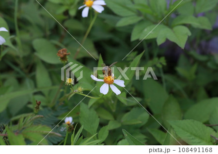 蜂 ハチ 蜜蜂 108491168