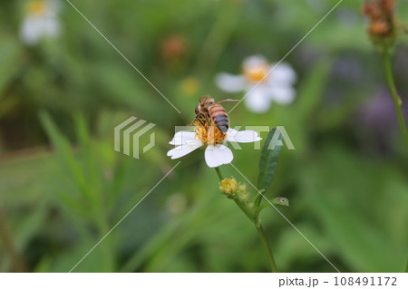 蜂 ハチ 蜜蜂 108491172