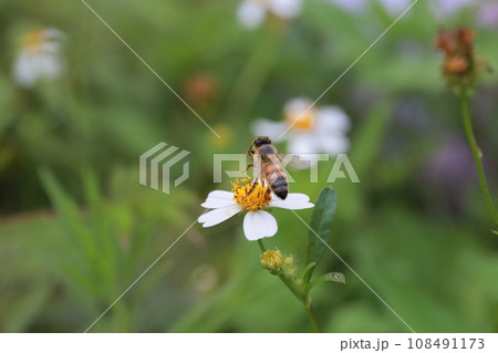 蜂 ハチ 蜜蜂 108491173