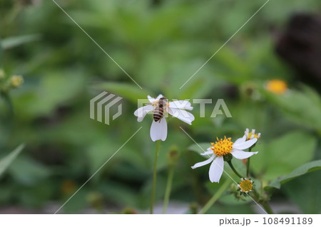 蜂 ハチ 蜜蜂 108491189