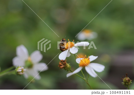 蜂 ハチ 蜜蜂 108491191