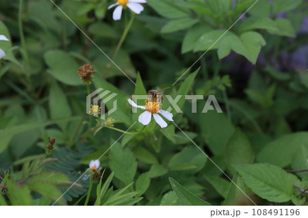 蜂 ハチ 蜜蜂 108491196