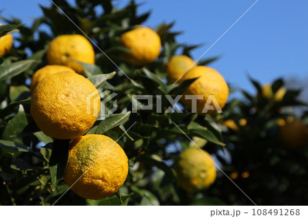 ゆずの里毛呂山町の里山に実った特産品の柚子と青空の風景 108491268