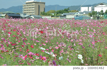 コスモスのある風景 コスモスのある風景 108491462