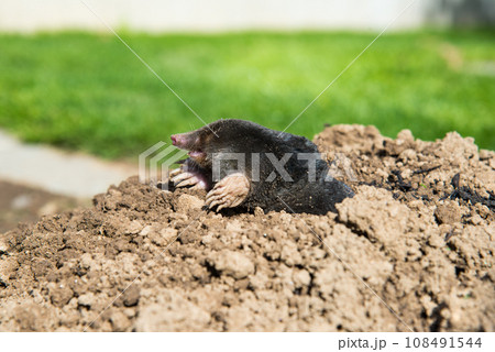 European mole destroying lawn in the garden 108491544
