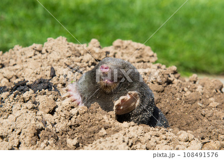 European mole (Talpa europaea) is a mammal of the order Eulipotyphla. It is also known as the common mole and the northern mole. European mole (Talpa europaea) is a mammal of the order Eulipotyphla. It is also known as the common mole and the northern mole. 108491576