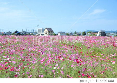 青空と満開のコスモス畑 青空と満開のコスモス畑 108491688