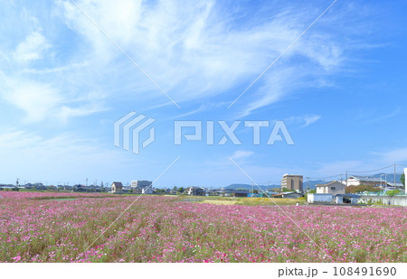 青空と満開のコスモス畑 青空と満開のコスモス畑 108491690