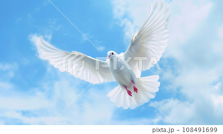 白い鳩 108491699