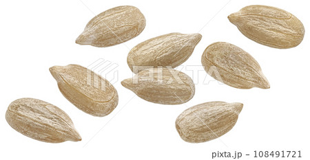 Falling peeled sunflower seeds isolated on white background Falling peeled sunflower seeds isolated on white background 108491721