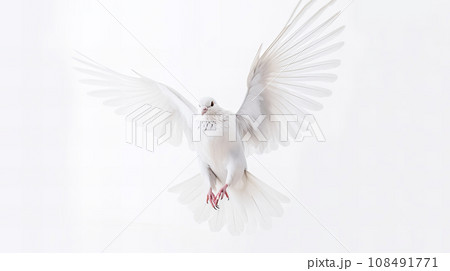 白い鳩 108491771