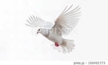 白い鳩 白い鳩 108491773