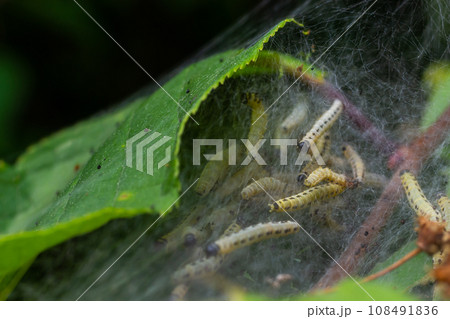 Group of Larvae of Bird-cherry ermine Yponomeuta evonymella pupate in tightly packed communal, white web on a tree trunk and branches among green leaves in summer 108491836