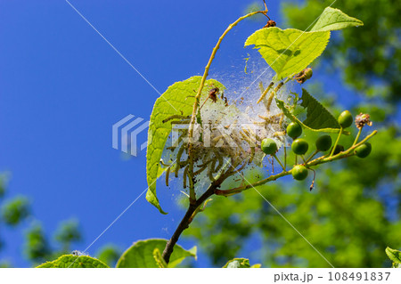 Group of Larvae of Bird-cherry ermine Yponomeuta evonymella pupate in tightly packed communal, white web on a tree trunk and branches among green leaves in summer 108491837