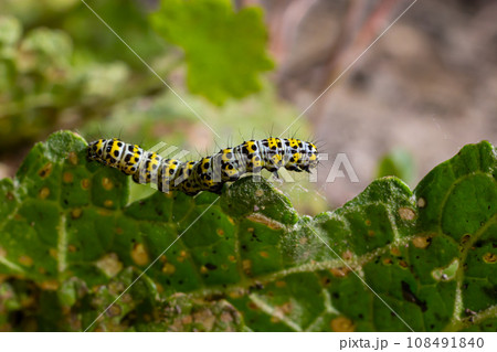 Mullein Cucullia verbasci Caterpillars feeding on garden flower leaves Mullein Cucullia verbasci Caterpillars feeding on garden flower leaves 108491840