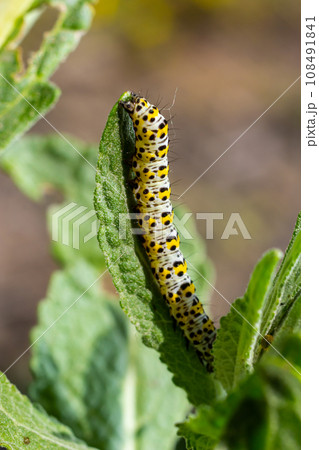 Mullein Cucullia verbasci Caterpillars feeding on garden flower leaves Mullein Cucullia verbasci Caterpillars feeding on garden flower leaves 108491841