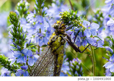 Dragonfly Gomphus vulgatissimus in front of green background macro shot with dew. on the wings. Blue flowers in the morning of a sunny summer day Dragonfly Gomphus vulgatissimus in front of green background macro shot with dew. on the wings. Blue flowers in the morning of a sunny summer day 108491860