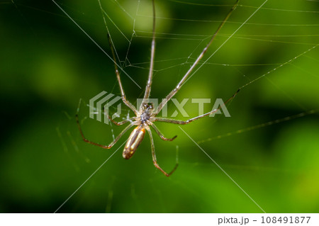 Tetragnatha extensa is a species of spider - perfect macro details 108491877