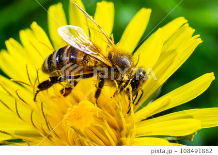 A bee collects pollen near a flower. A bee flies over a flower in a blur background A bee collects pollen near a flower. A bee flies over a flower in a blur background 108491882