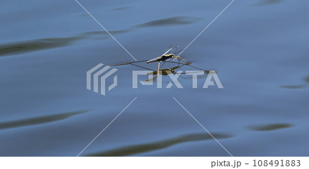 Insect Gerris lacustris, known as common pond skater or common water strider is a species of water strider, found in Europe have ability to move quickly on the water surface and have hydrophobic legs Insect Gerris lacustris, known as common pond skater or common water strider is a species of water strider, found in Europe have ability to move quickly on the water surface and have hydrophobic legs 108491883