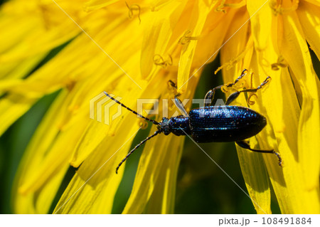 The longhorn beetle Callidium violaceum on a yellow flower The longhorn beetle Callidium violaceum on a yellow flower 108491884