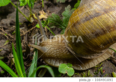 Helix pomatia also Roman snail, Burgundy snail, edible snail or escargot, is a species of large, edible, air-breathing land snail, a terrestrial pulmonate gastropod mollusk in the family Helicidae 108491891