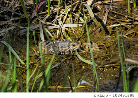 Frog Rana ridibunda pelophylax ridibundus sits on stones on the shore of garden pond. Blurred background. Selective focus. Spring landscaped garden. Natural habitat. Nature concept for design Frog Rana ridibunda pelophylax ridibundus sits on stones on the shore of garden pond. Blurred background. Selective focus. Spring landscaped garden. Natural habitat. Nature concept for design 108491899