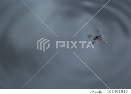 Insect Gerris lacustris, known as common pond skater or common water strider is a species of water strider, found in Europe have ability to move quickly on the water surface and have hydrophobic legs 108491910