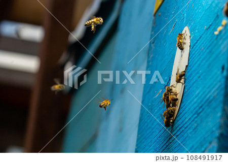 Group of bees near a beehive, in flight. Wooden beehive and bees. Bees fly out and fly into the round entrance of a wooden vintage beehive in an apiary close up view Group of bees near a beehive, in flight. Wooden beehive and bees. Bees fly out and fly into the round entrance of a wooden vintage beehive in an apiary close up view 108491917