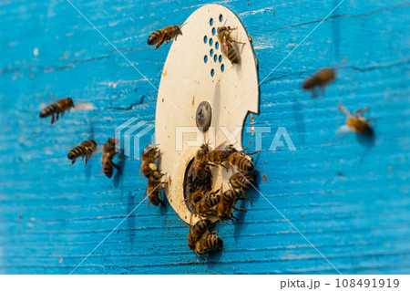 Group of bees near a beehive, in flight. Wooden beehive and bees. Bees fly out and fly into the round entrance of a wooden vintage beehive in an apiary close up view Group of bees near a beehive, in flight. Wooden beehive and bees. Bees fly out and fly into the round entrance of a wooden vintage beehive in an apiary close up view 108491919