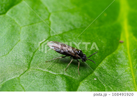 Aquilegia sawfly called also columbine sawfly Pristiphora rufipes. Common pest of currants and gooseberries in gardens and cultivated plantations 108491920