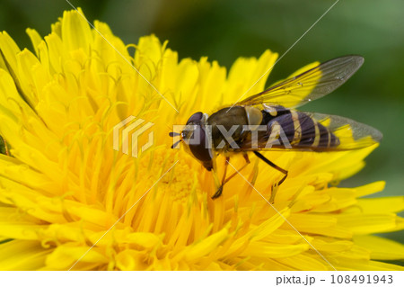 Marmalade hoverfly, Episyrphus balteatus, posed on a yellow flower 108491943