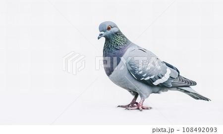 鳩 鳩 108492093