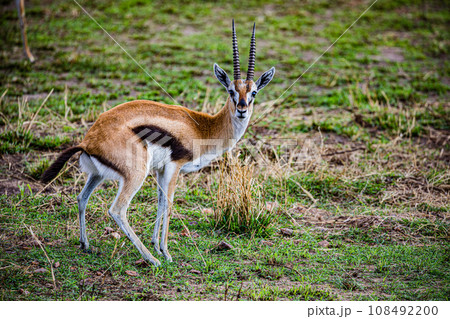 Thomson's Gazelle Wildlife animals savannah grassland wilderness hill shrubs great rift valley maasai mara national game reserve narok county kenya east africa Thomson's Gazelle Wildlife animals savannah grassland wilderness hill shrubs great rift valley maasai mara national game reserve narok county kenya east africa 108492200