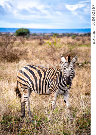 Wild zebra close ups in Kruger National Park, South Africa Wild zebra close ups in Kruger National Park, South Africa 108492267