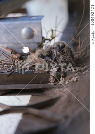 鳥の巣 小鳥の巣 雛 108492421